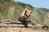 GOLDEN RETRIEVER 237